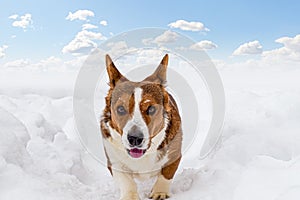 Dog. Welsh corgi Pembroke. A thoroughbred dog runs through the snow. Animal themes