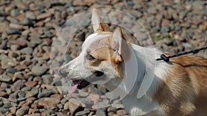 Dog Welsh Corgi Pembroke on a walk in a beautiful stones beach. Corgi looks and waits.