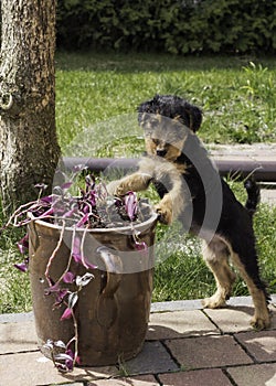 Dog. Welsh terrier puppy, cute, adorable pet.