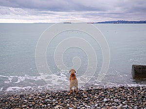 dog went to the shore of a pebbly beach. Batumi coast. Pet and the sea