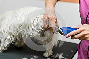 Dog West Highland White Terrier Grooming