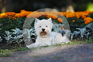 Dog West highland white Terrier lying on the walk in summer