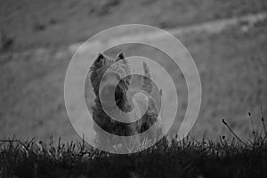 Dog Weth Highland White Terrier Playing In The Meadows Of The Mountains Of Galicia. Photography In Black And White. Travel Animals