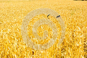 Dog in the wheat field