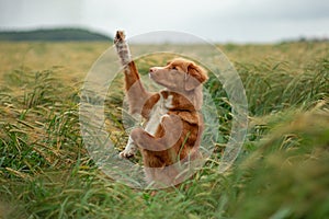 Dog in a wheat field. Pet on nature. Nova Scotia Duck Tolling Retriever, Toller