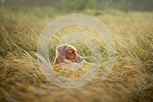 Dog in a wheat field. Pet on nature. Nova Scotia Duck Tolling Retriever, Toller