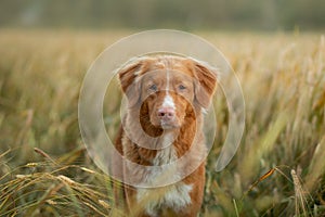 Dog in a wheat field. Pet on nature. Nova Scotia Duck Tolling Retriever, Toller