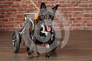 Dog with a wheelchair