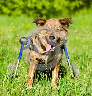 Dog in a wheelchair in front