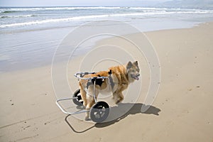 Dog on Wheels