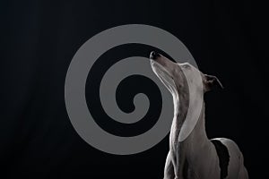 Dog whippet