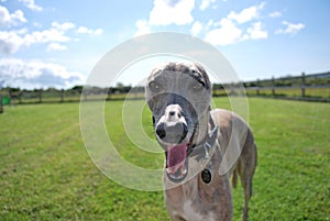 Dog Whippet Panting in Garden