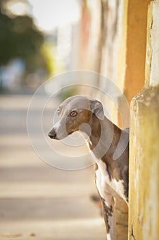 Dog Whippet is standing on street.