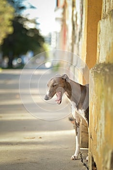 Dog Whippet is standing on street.