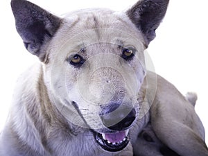 The dog on white background