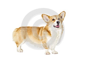 Dog on a white background