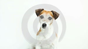 Dog white background looks closely at sides licking. . Video footage