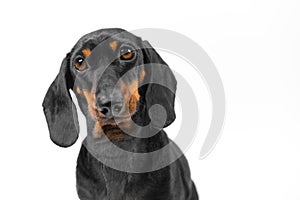 Dog on white background touchingly looks at owner, obedience training.