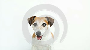 Dog on white background. Treat meal food from the owner hand. Video footage. Lovely pet