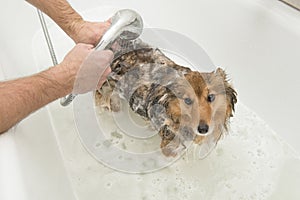 Dog in a white bath being rinsed off by a groomer