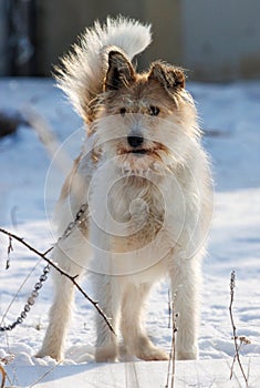 A dog with a white and brown coat standing in the snow