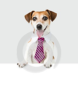 Dog white collar employee