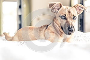 Dog on white fluffy carpet at home. Background with dog in light colors. Sad puppy relax on carpet. Dog with big brown ears