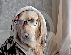 Dog white, a golden retriever, a golden retriever in a dressing gown and glasses