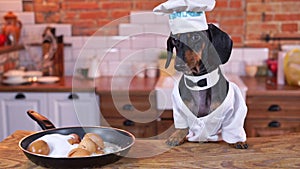 Dog in white hat sits at table captivated by cooking process