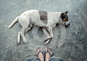 Dog white pet sleeping on the floor