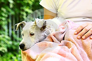 Dog white puppy being wash with towel wet