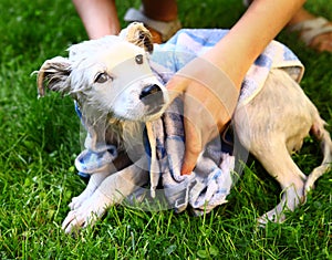 Dog white puppy being wash with towel wet