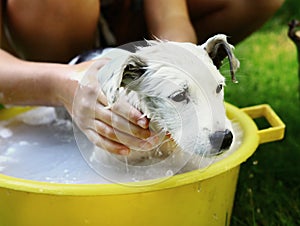 Dog white puppy wash in yellow basin