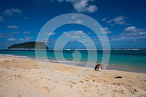 A dog on a white sand beach at Lalomanu, Samoa