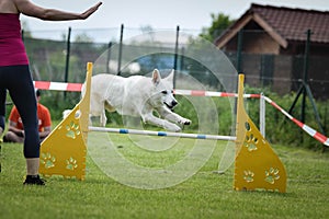Dog white swiss shepherd in agility competition in jump over the chicane.