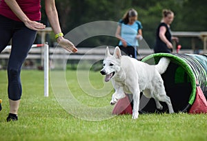 Dog White swiss shepherd in agility tunel.