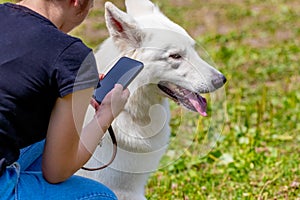 Dog of the white swiss shepherd breed  near his mistress during a walk in the park. Girl with a phone near her dog