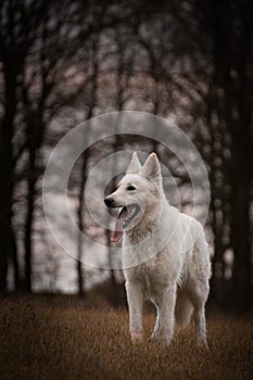 DOG - white swiss shepherd dog