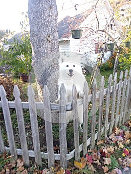 Dog whitedog friendlydog fall canine