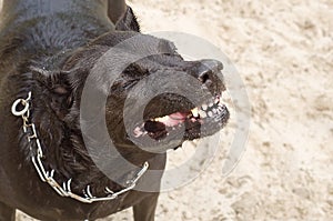 Dog with a wicked grin growl photo