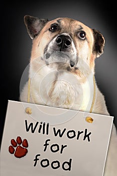 Dog will work for food