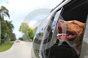 Dog in window