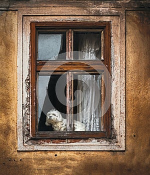 Dog in window