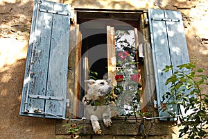 Dog in the window greeting the neighbors