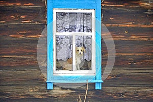 Dog in the window of a wooden house