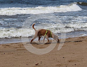 Dog on windy beach