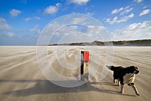 Dog on windy beach