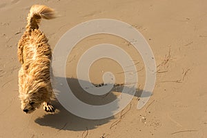 Dog on windy beach.