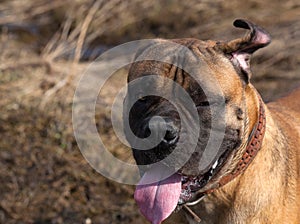 Dog winks, humor, fun... Closeup portrait of a beautiful dog breed South African Boerboel on the green and amber grass background.