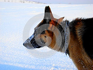 Dog in the winter